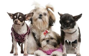 Top 10 Dog Breeds That Stay Small