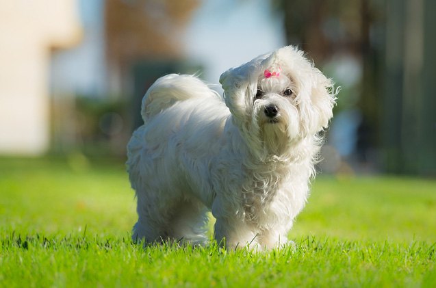 top 10 dog breeds that stay small