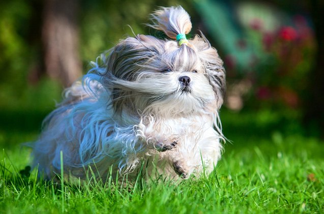 top 10 dog breeds that stay small