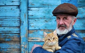 Are Cats Therapeutic for Seniors?