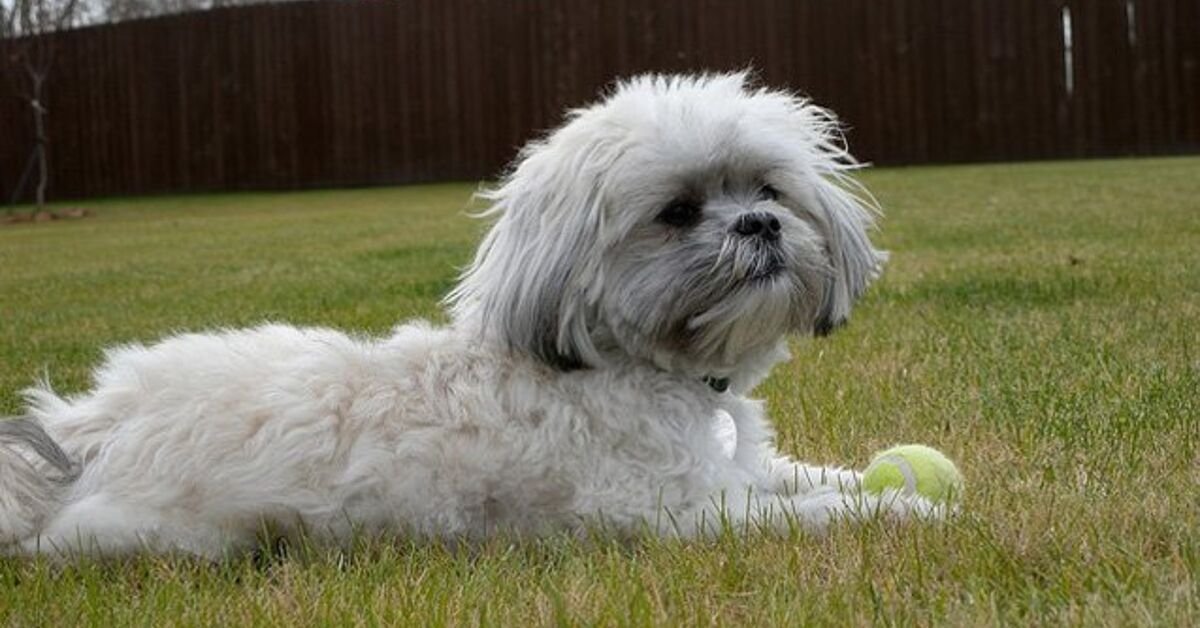 Malish Dogs Mal-Shi Dog Breed Health, Training, Feeding, Temperament and Puppies ...