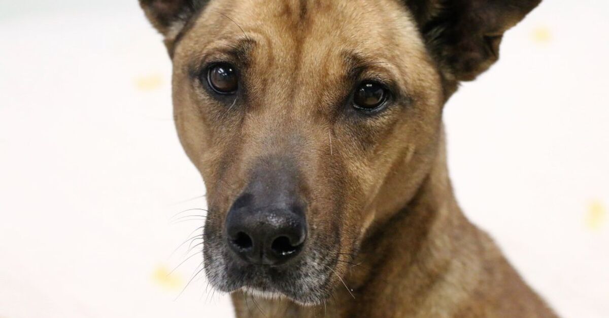 Yellow Black Dogs Similar To Black Mouth Cur Mouth Cur What Kind