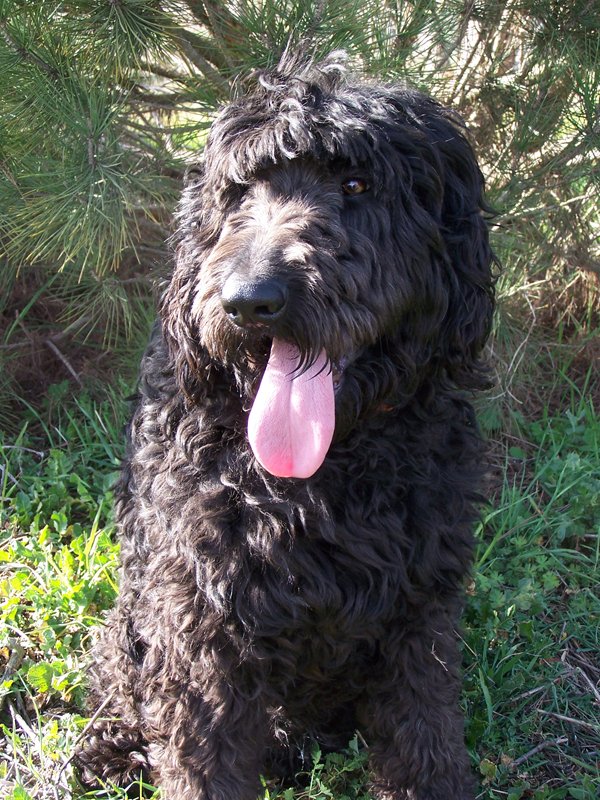 Shepadoodle Dog Breed Information and Pictures - PetGuide | PetGuide