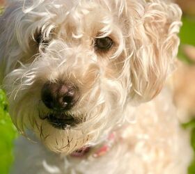 what is the lifespan of a poodle mix terrier