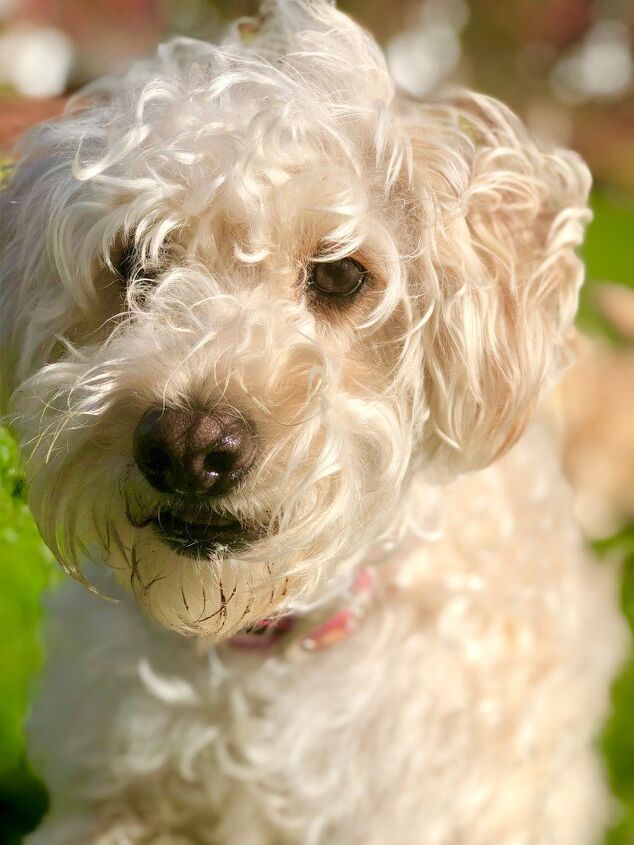 Wheaten Terrier Poodle Mix: Coat, Size & Temperament Guide