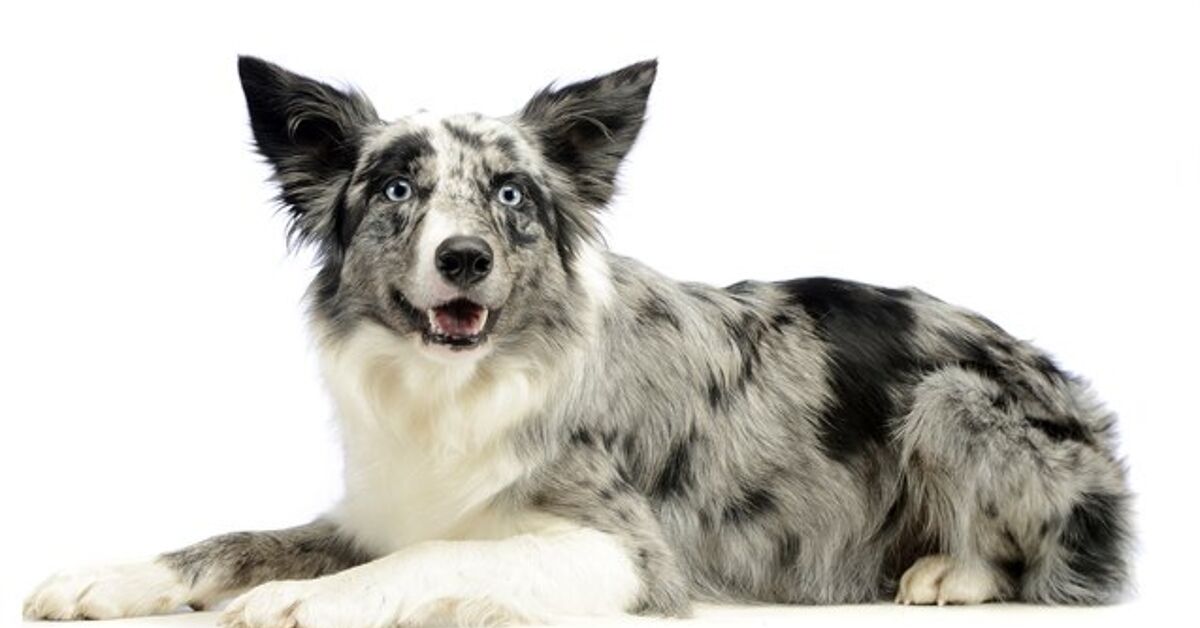 Dog Breeder Caught Debarking 10 Puppies And 5 Dogs By Repeatedly Shoving A Pipe Down Their Throats