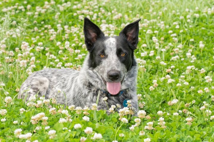 Texas Heeler | PetGuide