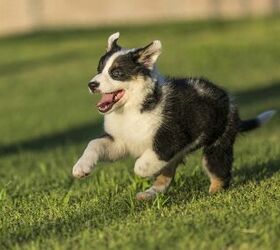 Texas best sale heeler personality