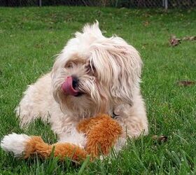 Yorkie Bichon Dog Breed Complete Guide - A-Z Animals