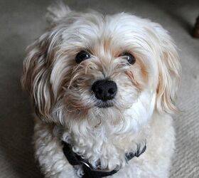 Yorkie Bichon Dog Breed Temperament, Training, Feeding and Grooming - PetGuide | PetGuide