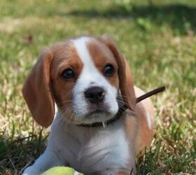 Beaglier Dog Breed Temperament, Grooming, Feeding and Puppies - PetGuide | PetGuide