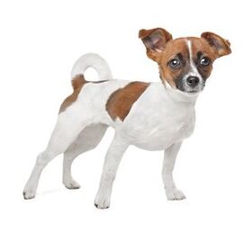 Jack russell store and chihuahua mixed