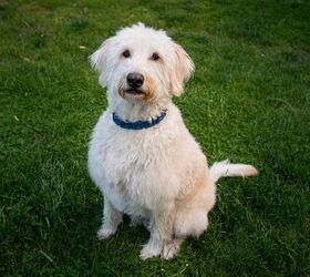 Double goldendoodle 2024