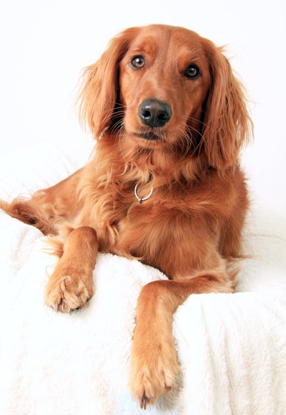 Gordon Setter Irish Setter Red Golden Retriever Retriever Irish