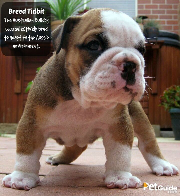 British Bulldog Cross Aussie Bulldog Temperament Different English
