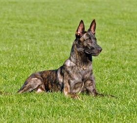 how many different breeds of dutch shepherds are there