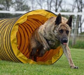 are dutch shepherds easy to kennel