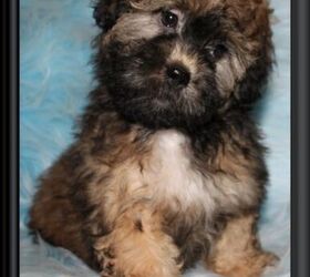 brown shichon puppies