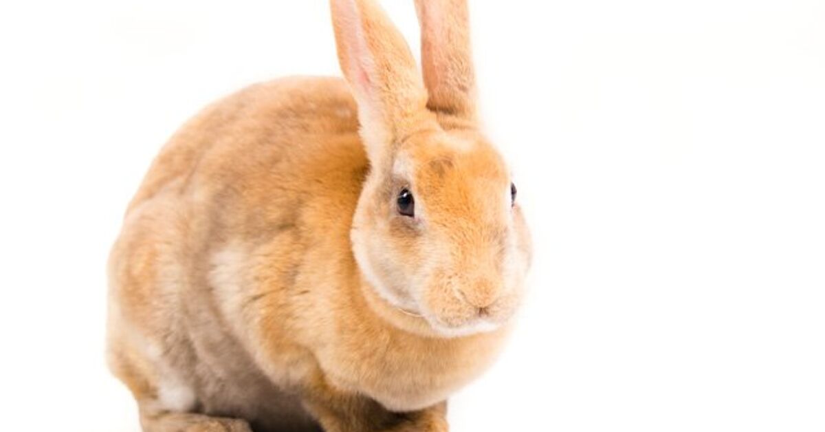 Rex Rabbit Breed Information and Pictures - PetGuide.com | PetGuide