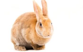 Rabbit Breeds | PetGuide