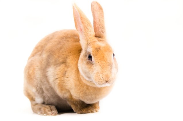 Rex Rabbit Breed Information and Pictures - PetGuide.com | PetGuide