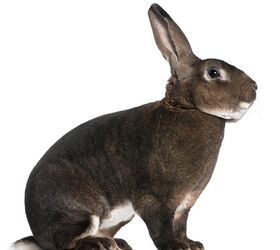 Rex Rabbit Breed Information and Pictures 