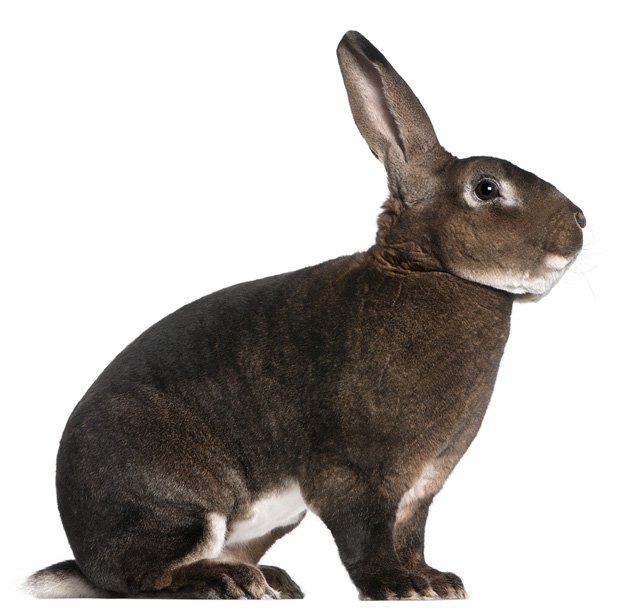 Rex Rabbit Breed Information and Pictures - PetGuide.com | PetGuide