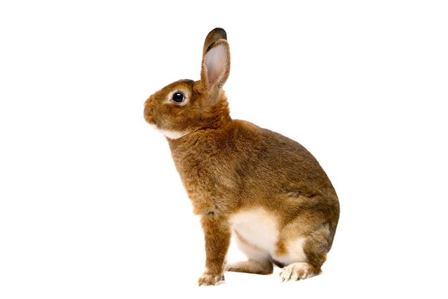 Rex Rabbit Breed Information and Pictures - PetGuide.com | PetGuide