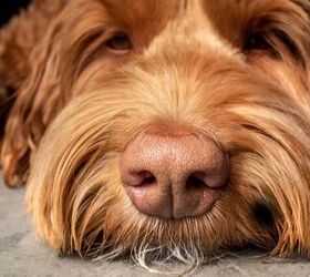 Study: You Can Sniff Out Your Dog By Smell