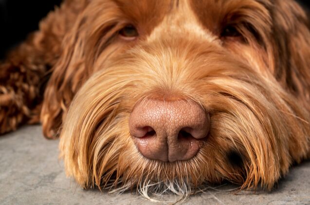 study you can sniff out your dog by smell