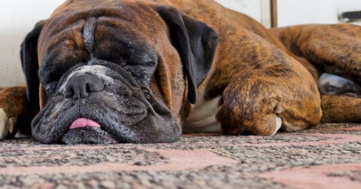 How To Stop Stinky Dog Farts PetGuide PetGuide how-to-stop-stinky-dog-farts-petguide-petguide
