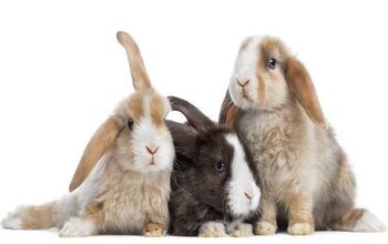 German Lop Rabbit Health, Temperament, Coat, Health and Care - PetGuide ...