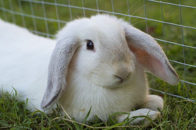Mini Lop Rabbit
