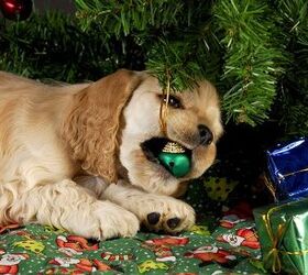 7 Sparkling Safety Tips For A Dog-Proof Christmas Tree