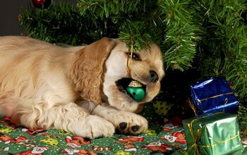 7 Sparkling Safety Tips For A Dog-Proof Christmas Tree
