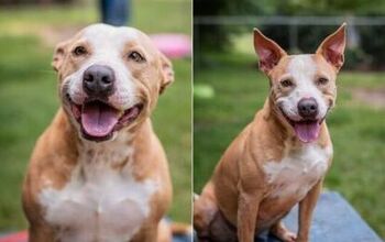 Adoptable Dog of the Week- Maggie