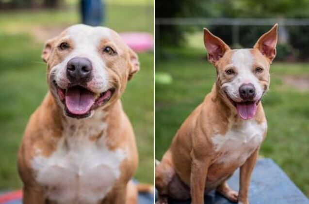 adoptable dog of the week maggie