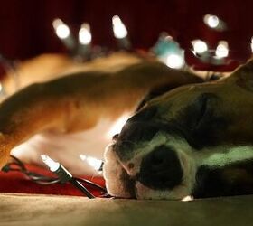 Why You Shouldn’t Give Pets As Gifts This Christmas PetGuide