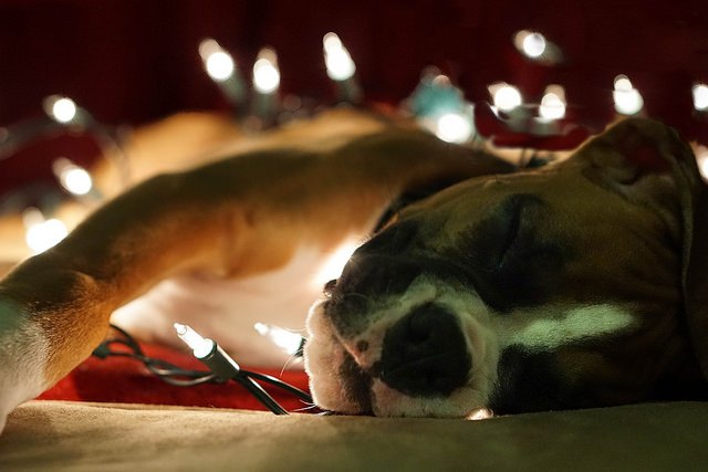 why you shouldn t give pets as gifts this christmas