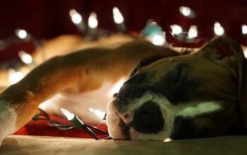Why You Shouldn’t Give Pets As Gifts This Christmas