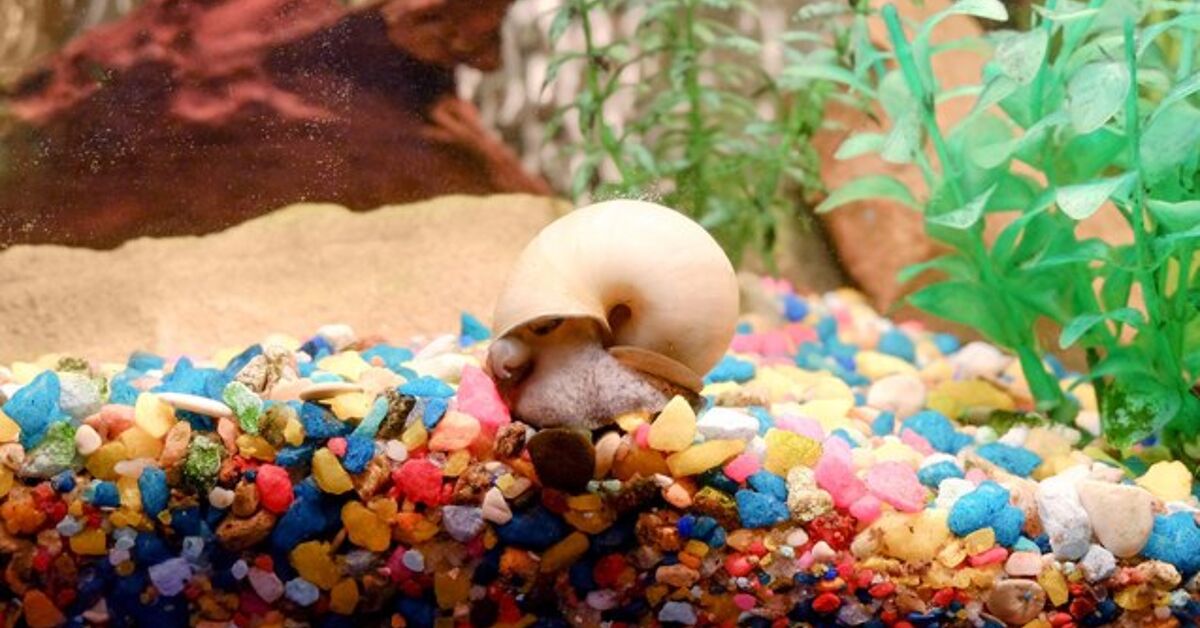Aquarium Snails: The Good, The Bad, And The Ugly | PetGuide