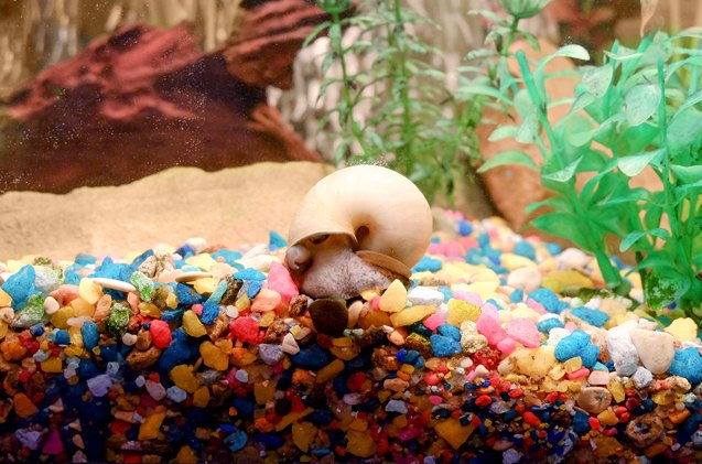 aquarium snails the good the bad and the ugly