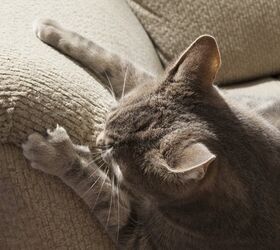 tips on how to pick furniture your cat wont scratch