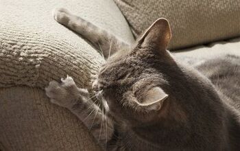 Tips on How to Pick Furniture Your Cat Won’t Scratch
