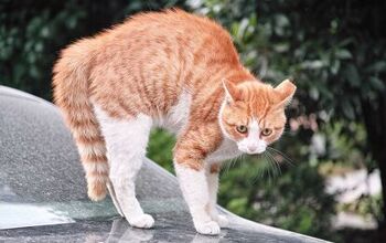 What Does a Cat’s Arched Back Mean?