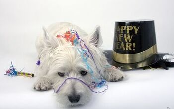 6 Sparkling Ways to Ring in the New Year With Your Dog