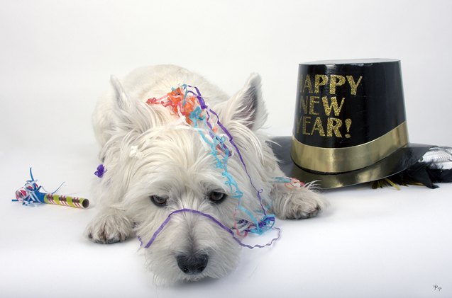 6 sparkling ways to ring in the new year with your dog