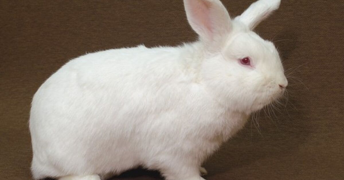 New Zealand Rabbit Breed Information and Pictures  | PetGuide