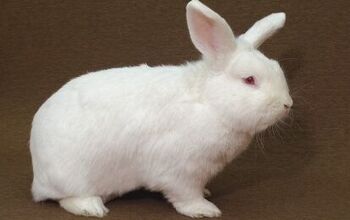 Rabbit Breeds | PetGuide