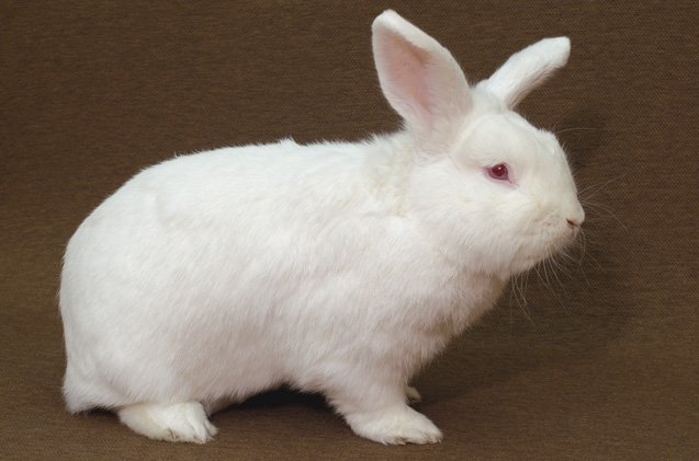 new zealand rabbit